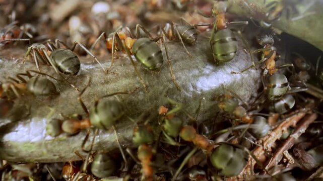 Ants crawl around a dead slow worm, blind worm, Anguis fragilis. Detailed microscopic image shows ants feeding on caterpillar in leaf debris. Magnified view illustrates ants Selective focus.