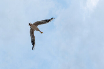 Obraz premium White seagulls are flying in the clear evening sky in order to find food