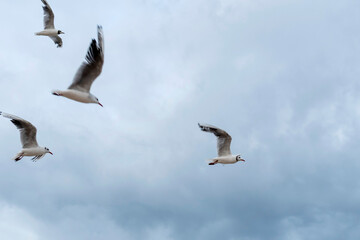 Obraz premium White seagulls are flying in the open sky over the sea in the dramatic evening sky 