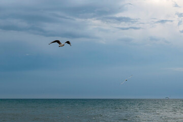 Fototapeta premium Lonely seagull is flying in the dramatic evening sky