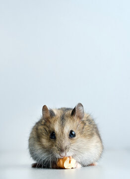 Dwarf hamster on gray background