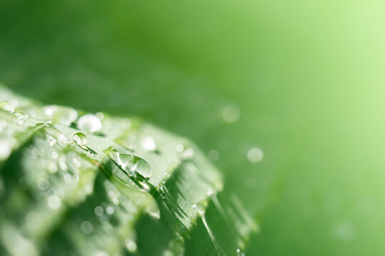 Water drops on green leaf, purity nature background