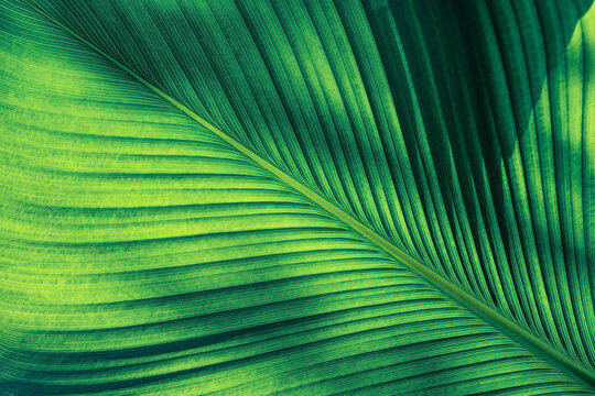 Details of Tropical leaf texture background, Natural pattern with dramatic light