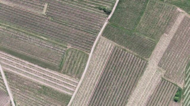 Aerial view of geometric vineyard rows and dirt paths in the countryside of Selestat, Grand Est, France.