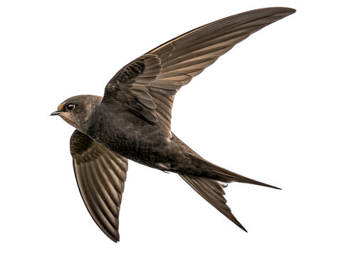 A beautiful swift bird flying in the sky with wings spread wide isolated on transparent background