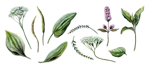 Yarrow, plantain and mint watercolor set for stomach relief. Isolated herbal botanical illustration for digestive medicine packaging, detox wellness tea branding, gastrological remedy design © AnKa
