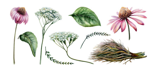 Yarrow, echinacea and licorice root watercolor set. Isolated herbal botanical illustration for immune system medicine packaging, cold defense wellness tea branding, flu remedy remedy design © AnKa