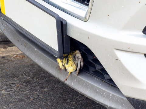 Dead Bird Stuck in Front Bumper of a Car After Collision Roadkill Incident