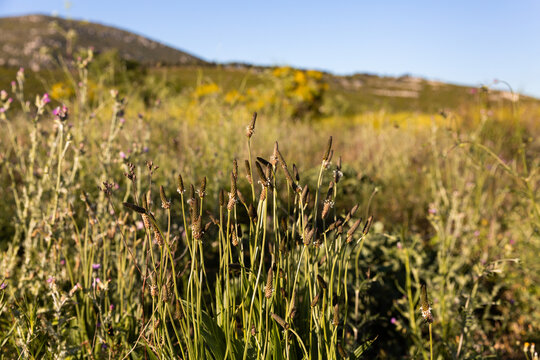 Paysage de nature avec des herbes et des fleurs sauvages en premier plan, colline en arri&egrave;re-plan, ciel bleu, dominante de couleurs vertes et jaunes