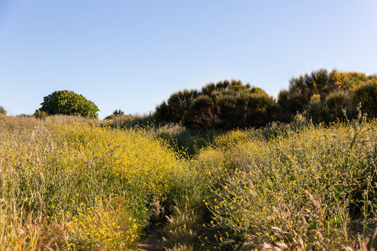 Petit sentier sauvage au centre de l'image dans les herbes folles, paysage avec des fleurs jaunes et des arbustes verts, ciel bleu en arri&egrave;re-plan, nature g&eacute;n&eacute;reuse et sauvage
