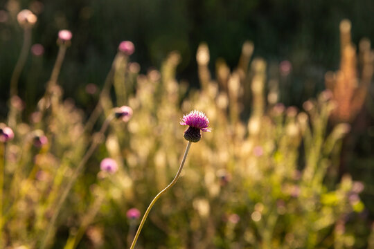 Fleur de couleur rose en gros plan au centre de l'image sur un fond d'herbes sauvages dans une prairie, lumi&egrave;re chaude et douce de fin d'apr&egrave;s-midi
