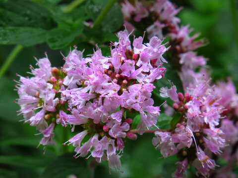 Dost, wilder Majoran, Origanum vulgare, rosa Bl&uuml;ten in Nahaufnahme. Eine winterharte, aromatische Gew&uuml;rz- und Heilpflanze aus der Familie der Lippenbl&uuml;tler. D, NRW, NP Arnsberger Wald.