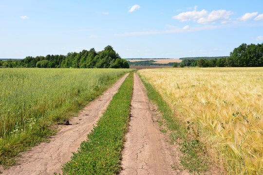 Dirt Road Through Green and Golden Fields Under Blue Sky