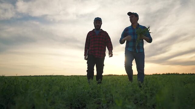 Two farmer men walk in field at sunset. Boots step through crop rows. Rural farmers carry laptop and inspect plants. Talking farmers monitor crop health in wide field. Working men explore rural land.
