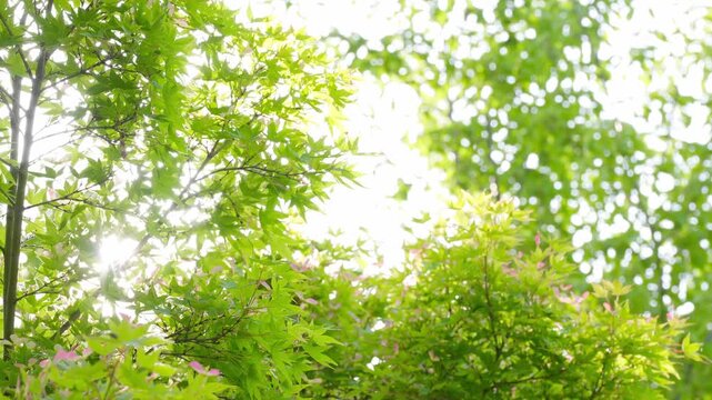 新緑のもみじの葉の間でキラキラ輝く太陽の光