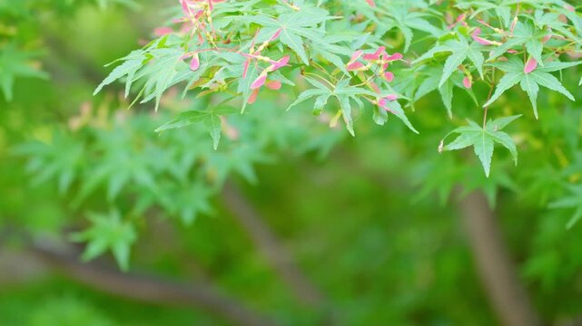 爽やかな新緑のもみじとプロペラのような可愛らしい赤い種子