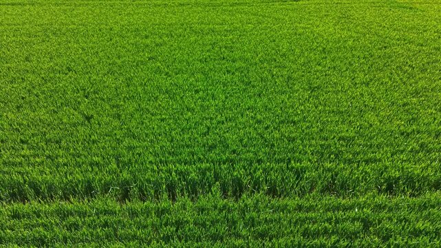 Wheat plants grow tall and green in the field. The sun shines down, and the crops move slightly in the wind. Nature thrives in this open space.