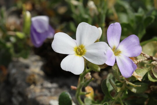 Aubrieta Florado White ('Floauq1618') (Florado Series). Close up of white aubrieta flower in spring. 