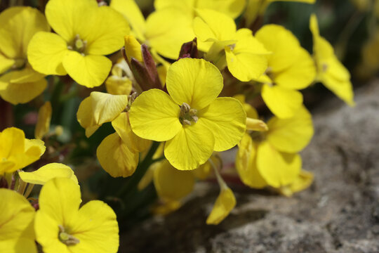 Erysimum 'Moonlight'. Close up macro of yellow wallflower flower in spring. 