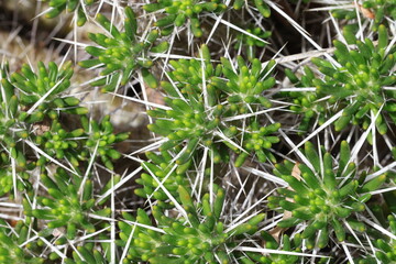 Fototapeta premium Maihuenia poeppigii. Full frame close up of fleshy succulent dark green Pöppig maihuenia cactus leaves with dramatic long pale spines. 