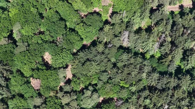 Aerial view of dense green forest canopy with various tree species and sunlight filtering through the leaves in Selestat, Grand Est, France.