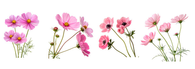 Delicate pink cosmos and anemone flowers, blooming gracefully with soft petals and green stems, symbolising beauty. © LanscapePNG