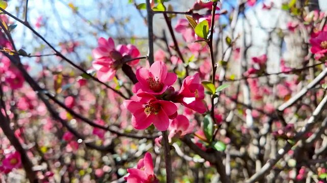Les branches pleines de fleurs roses d'un cognassier du japon baign&eacute; par le soleil dans le cadre apaisant d'un jardin, mettant en valeur les d&eacute;tails d'un arbuste printanier.