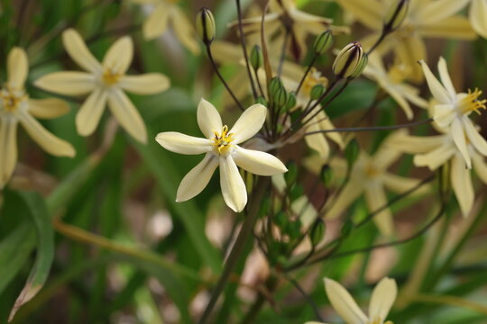 Triteleia ixioides. Close up single creamy white flower of pretty face in spring. 