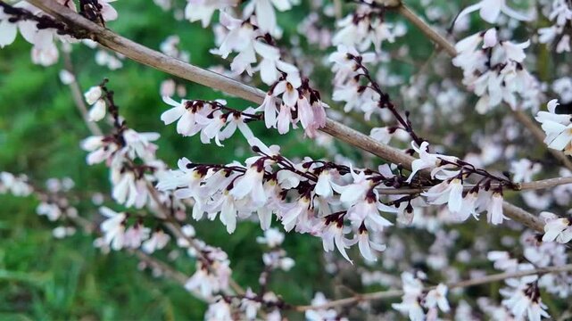 Les fleurs blanches du forsythia blanc balanc&eacute;es doucement par le vent dans le cadre apaisant d'un jardin, mettant en valeur les d&eacute;tails d'un arbuste printanier.