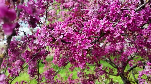 Les branches pleines de fleurs roses d'un MALUS 'Courtarou' (COCCINELLA) balanc&eacute;es doucement par le vent dans le cadre apaisant d'un jardin, mettant en valeur les d&eacute;tails d'un arbuste printanier.