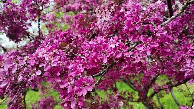 Les branches pleines de fleurs roses d'un MALUS 'Courtarou' (COCCINELLA) balanc&eacute;es doucement par le vent dans le cadre apaisant d'un jardin, mettant en valeur les d&eacute;tails d'un arbuste printanier.
