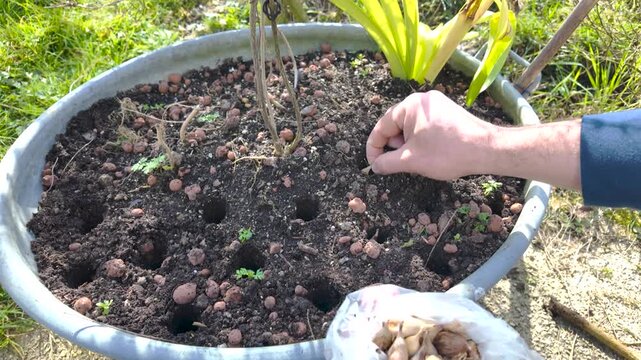 Des mains qui plantent avec soin des bulbes de freesia dans la terre sombre fertile, en pr&eacute;vision de la croissance pour l'&eacute;t&eacute;.