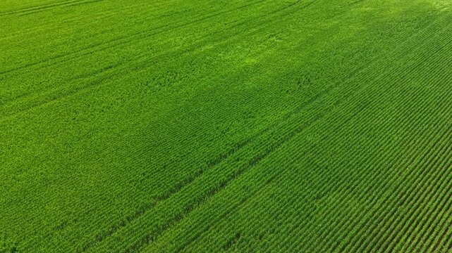 Wheat is growing in wide rows on a large field. The sun shines down, highlighting the golden color of the wheat ready for harvest. The view shows the land with straight lines.