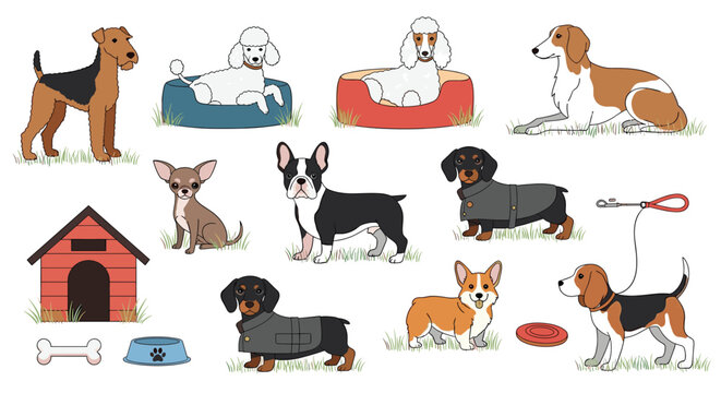 Extensive collection of diverse dog breeds including poodle beagle corgi and chihuahua with pet beds and toys.