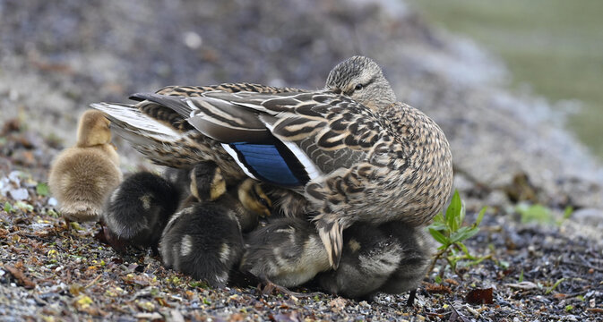 Stockente mit K&uuml;ken