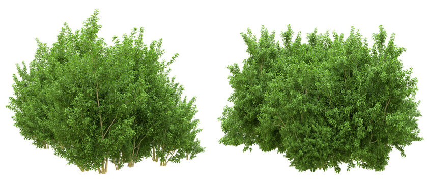 A collection of lush green shrubs and ornamental bushes isolated on a black background. The image features different types of dense foliage, flowering bushes, and natural greenery, suitable for landsc