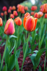 Fototapeta premium red and yellow tulips
