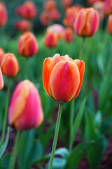 Fototapeta premium red and yellow tulips