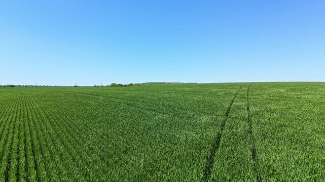 Wheat field shows rows of green plants reaching towards the clear sky. The area is open and flat, with a view of hills in the distance under bright sunlight.