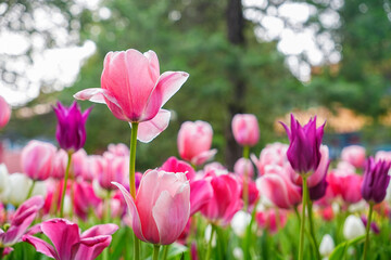 Obraz premium pink tulips in spring