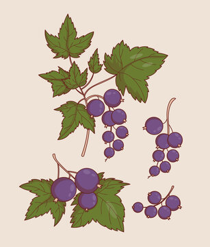 Blackcurrant Branch with Leaves Set. Isolated Color Botanical Berry Black Currant. Vector Illustration .