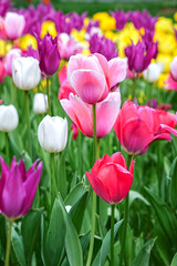 Obraz premium tulips, sea of flowers, spring
