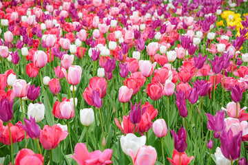 Obraz premium tulips, sea of flowers, spring