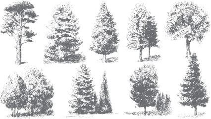 Fototapeta premium Decorative Ash Tree Shapes and Forest Silhouettes in Botanical Vector Style