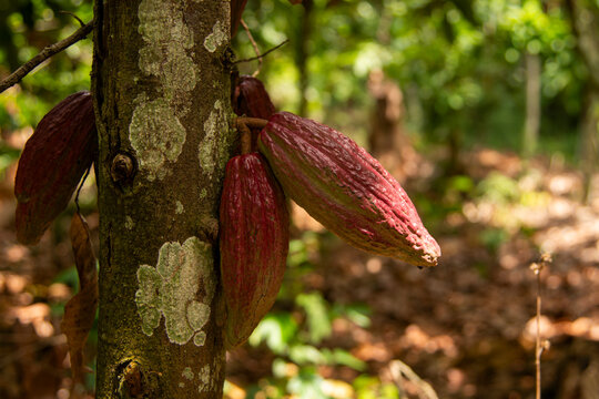 Coque de cacao Cameroun