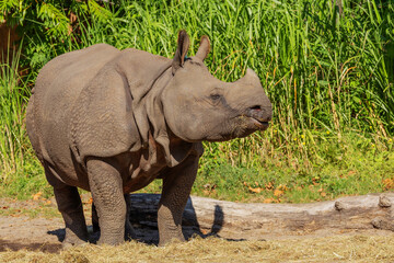 Naklejka premium portrait of an adult rhinoceros on a sunny day on a natural background