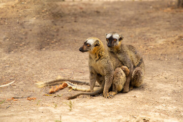Fototapeta premium Cute brown lemur (Eulemur fulvus) with orange eyes.