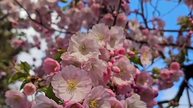 Pink cherry blossoms fresh flowers on a beautiful tree in natural nature Almond blossoms smell and taste of spring the joy of natural and simple