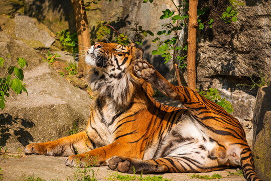 critically endangered Sumatran tiger