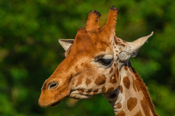 Giraffe in selective focus on green natural background